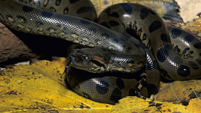 Anaconda verde