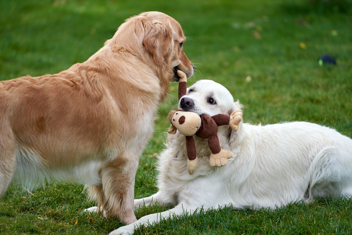 Tecnologia de Gadgets para Pets