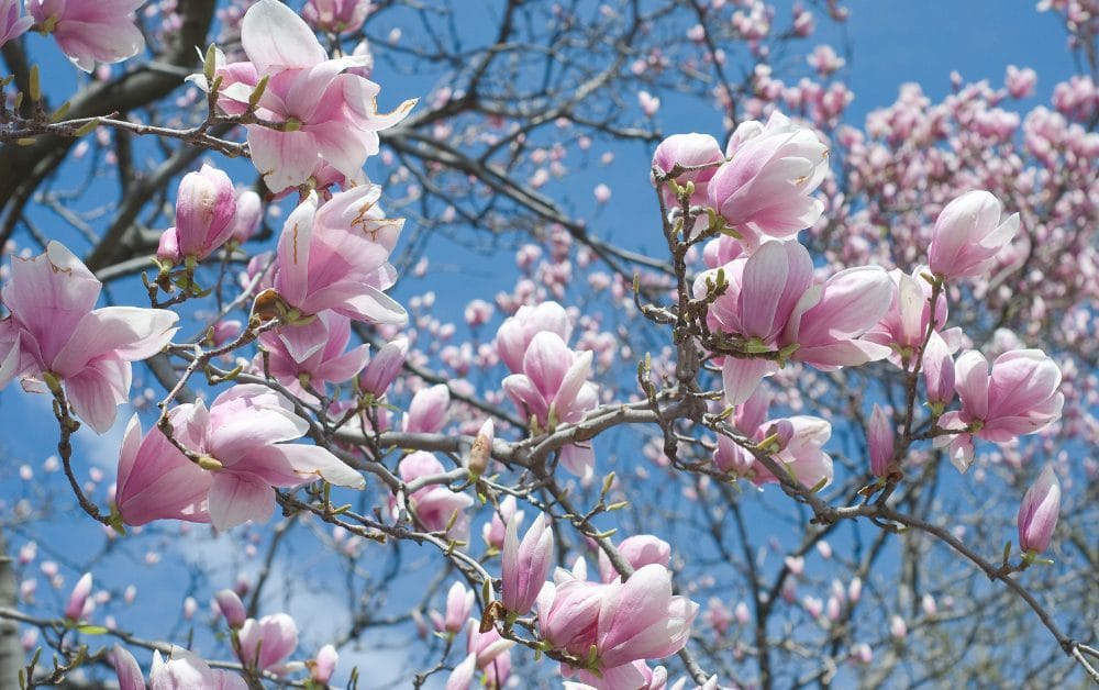 Árvores de magnólia - Um guia abrangente para cultivar e cuidar delas