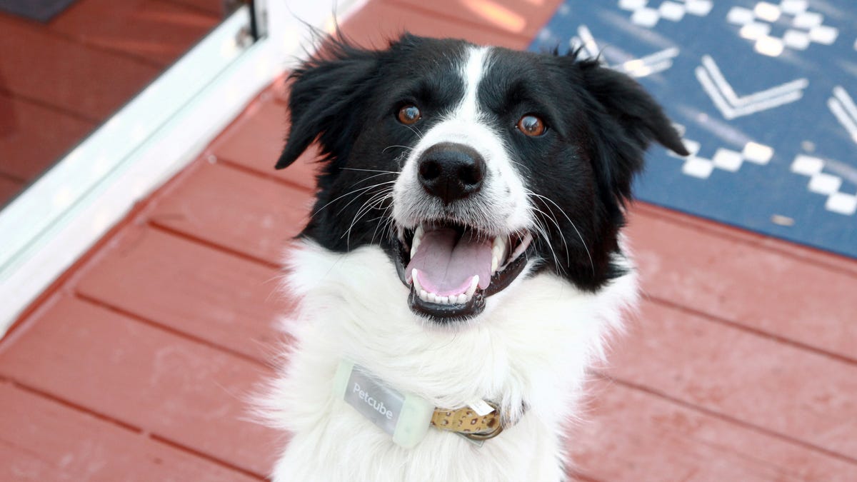 O rastreador GPS para cães mais avançado que testei rivaliza com o AirTag (com algumas ressalvas)