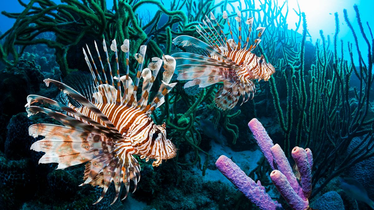 20 das criaturas marinhas mais perigosas do azul profundo