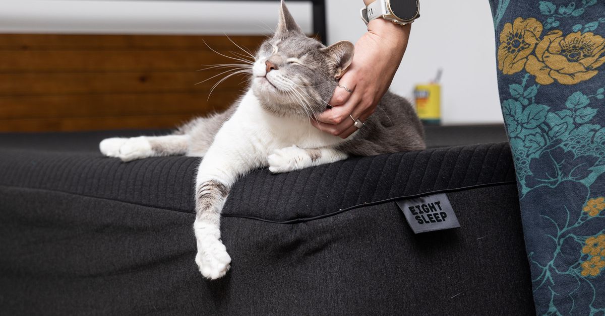 Closeup of rotund cat on Eight Sleep Pod 4 Ultra bed.