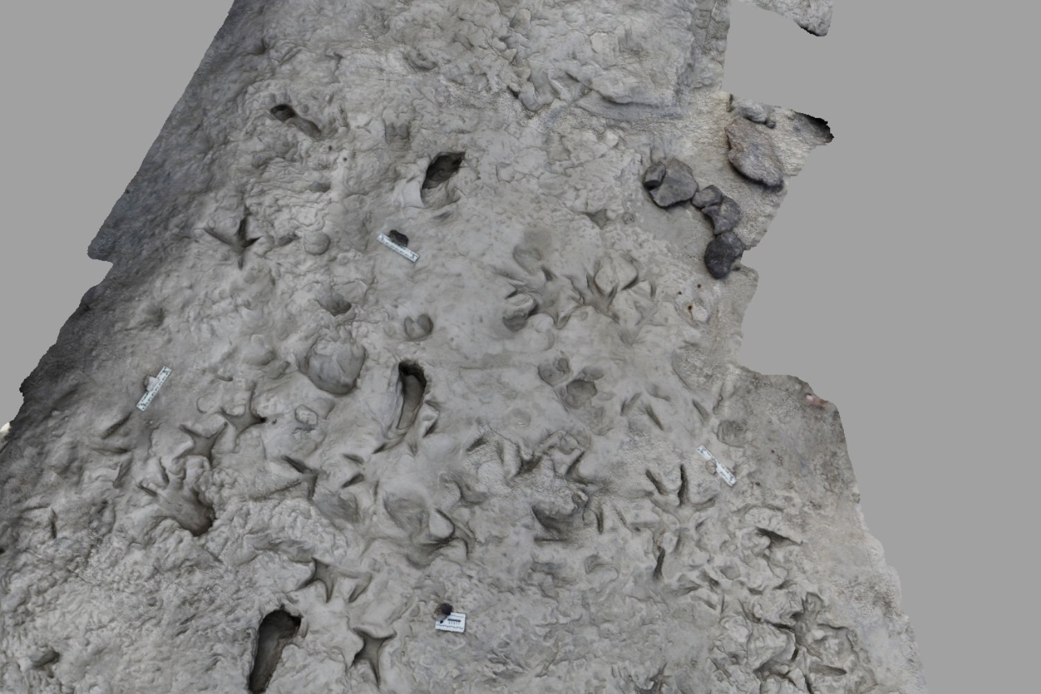 The overlapping hominin footprints on a surface near Lake Turkana.