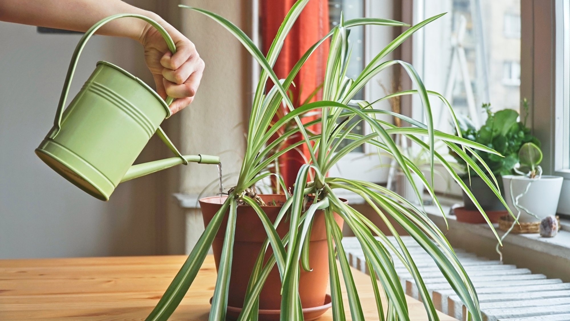 Planta aranha