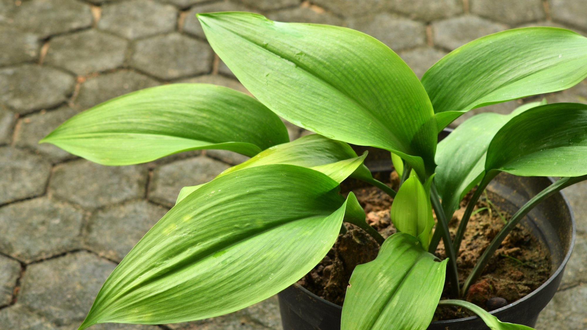 planta de ferro fundido