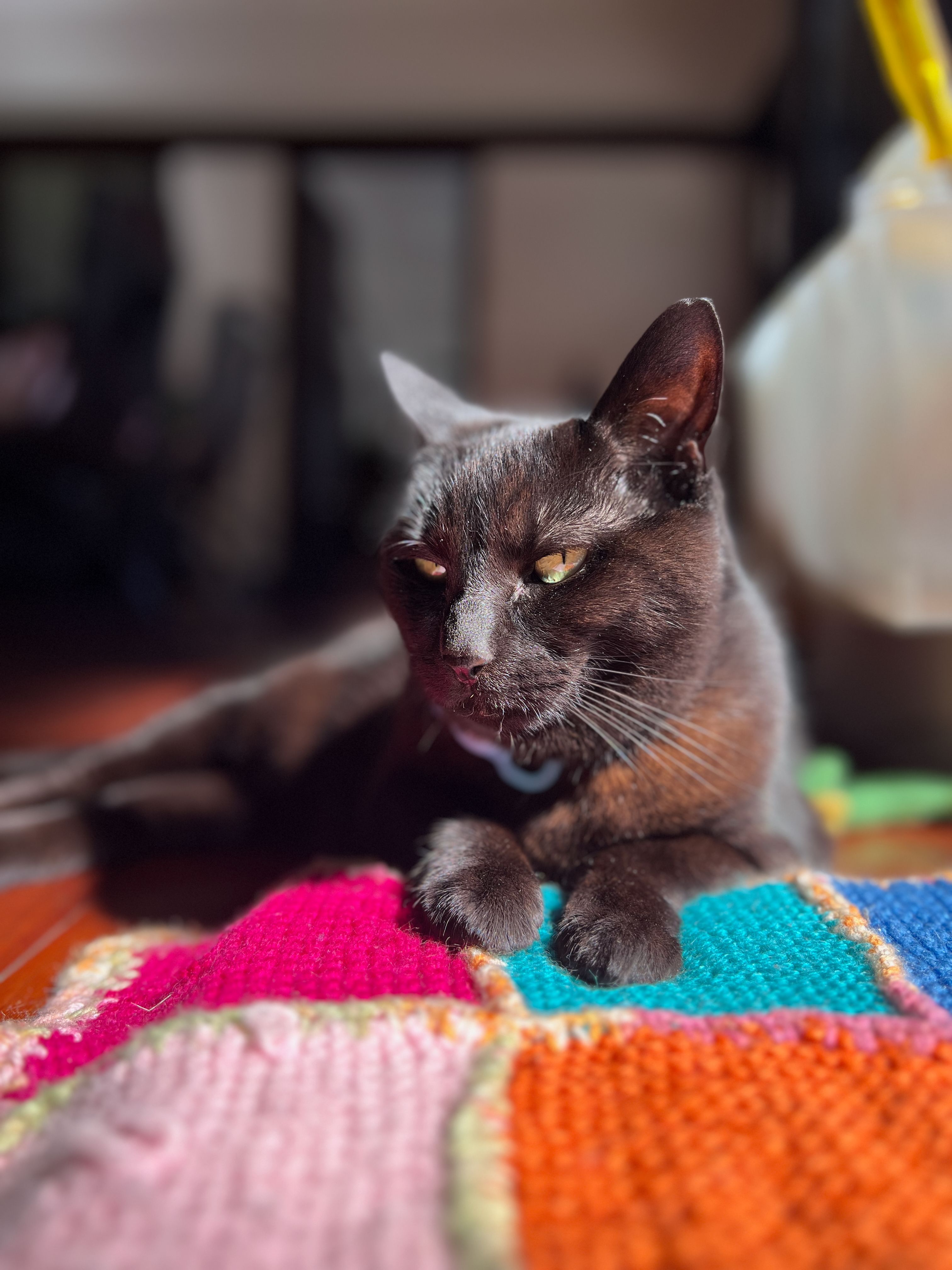 Gato Inka dormindo em um cobertor colorido.