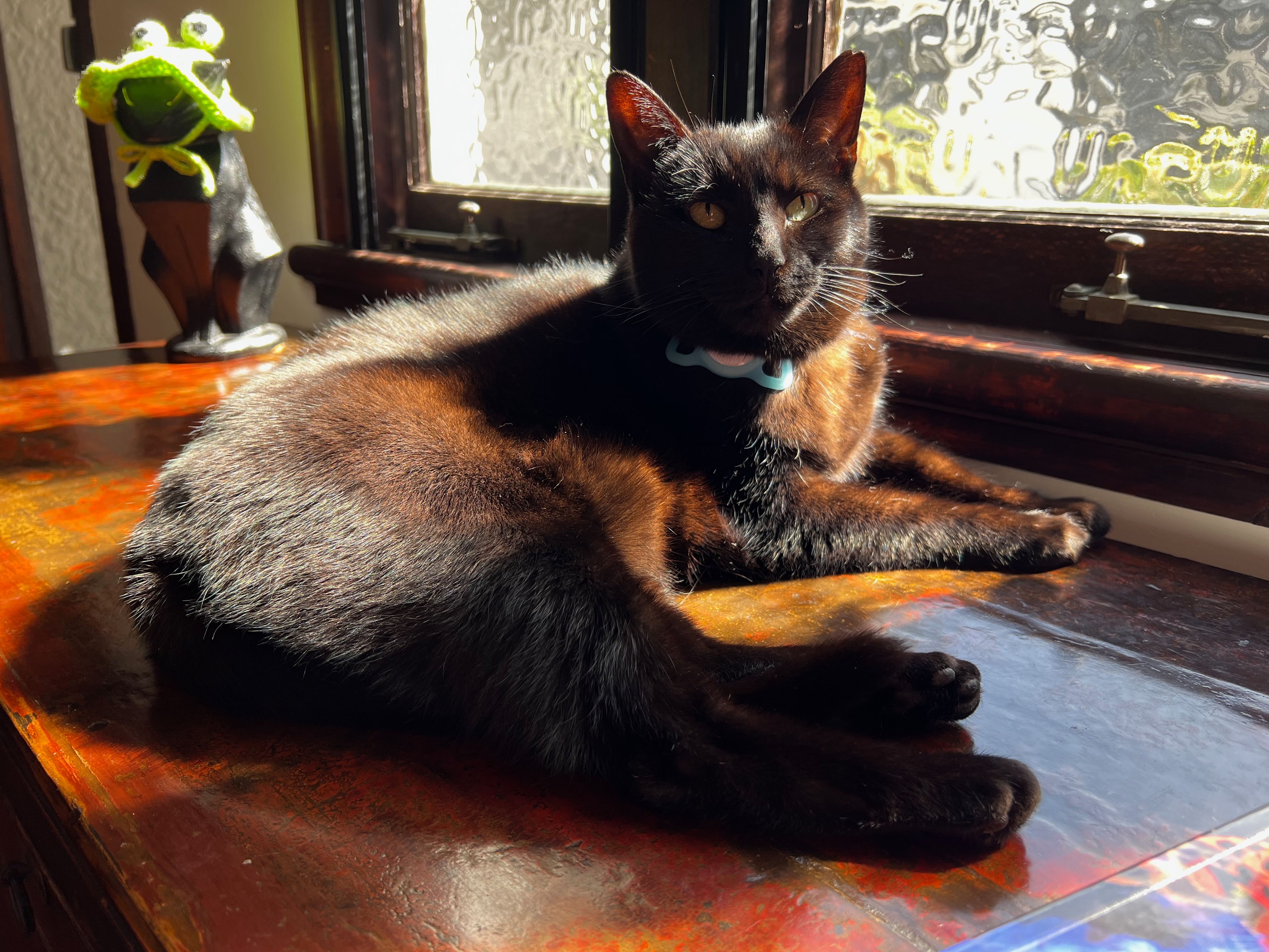 Inka, o gato deitado ao sol.