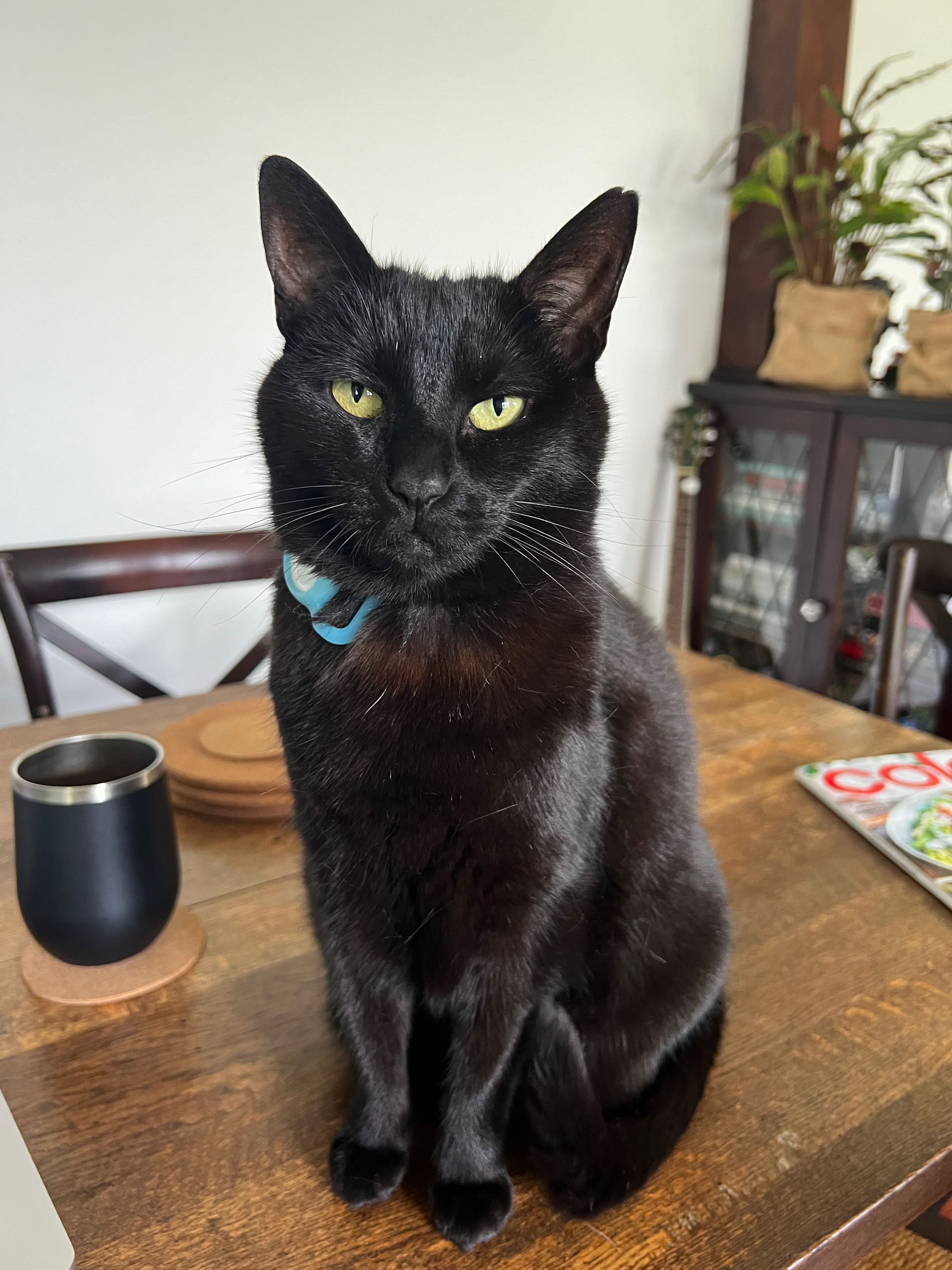 Inka, o gato, parece elegante em um retrato