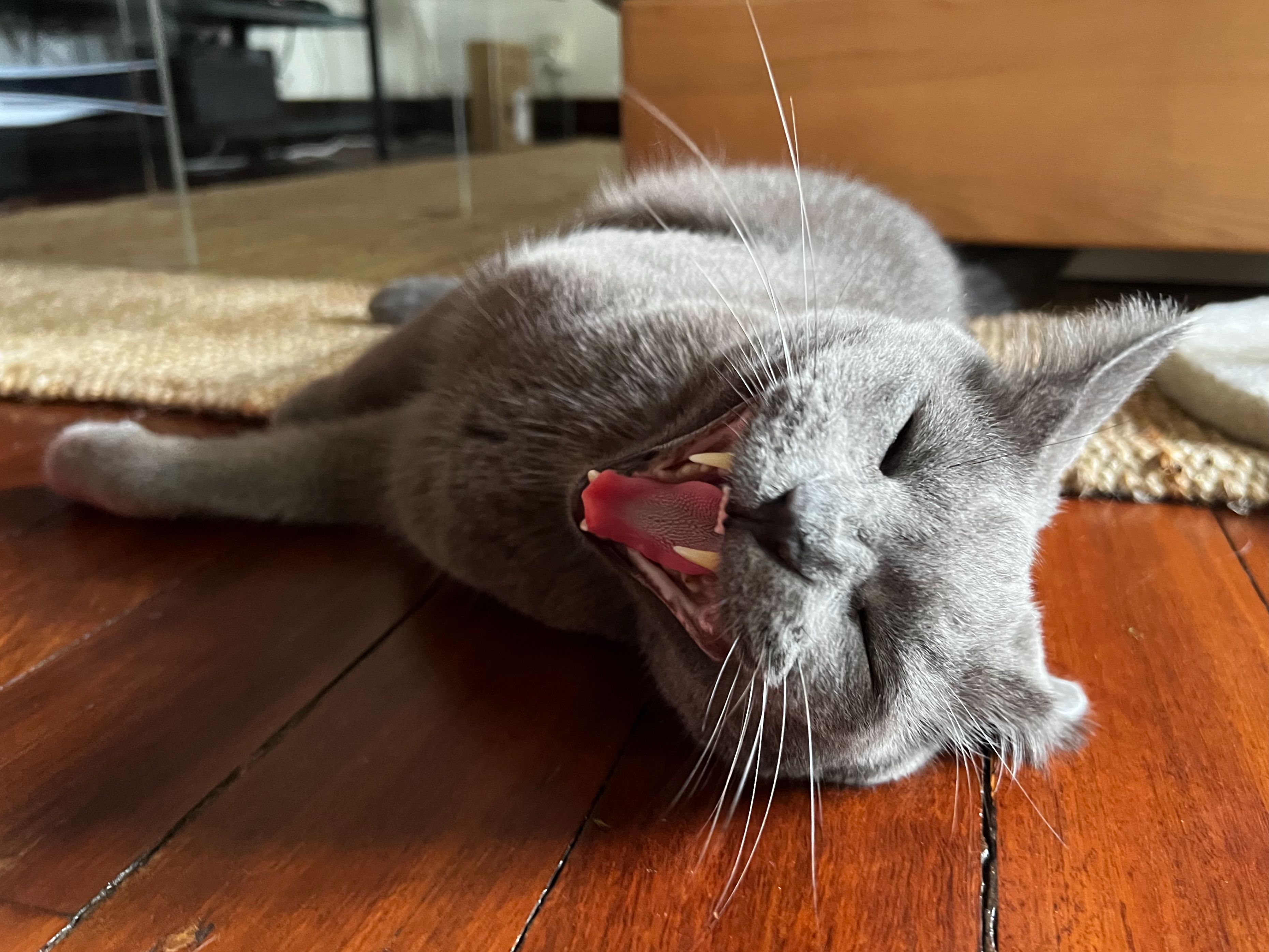 Roger, o gato, miando em uma cena de ação.