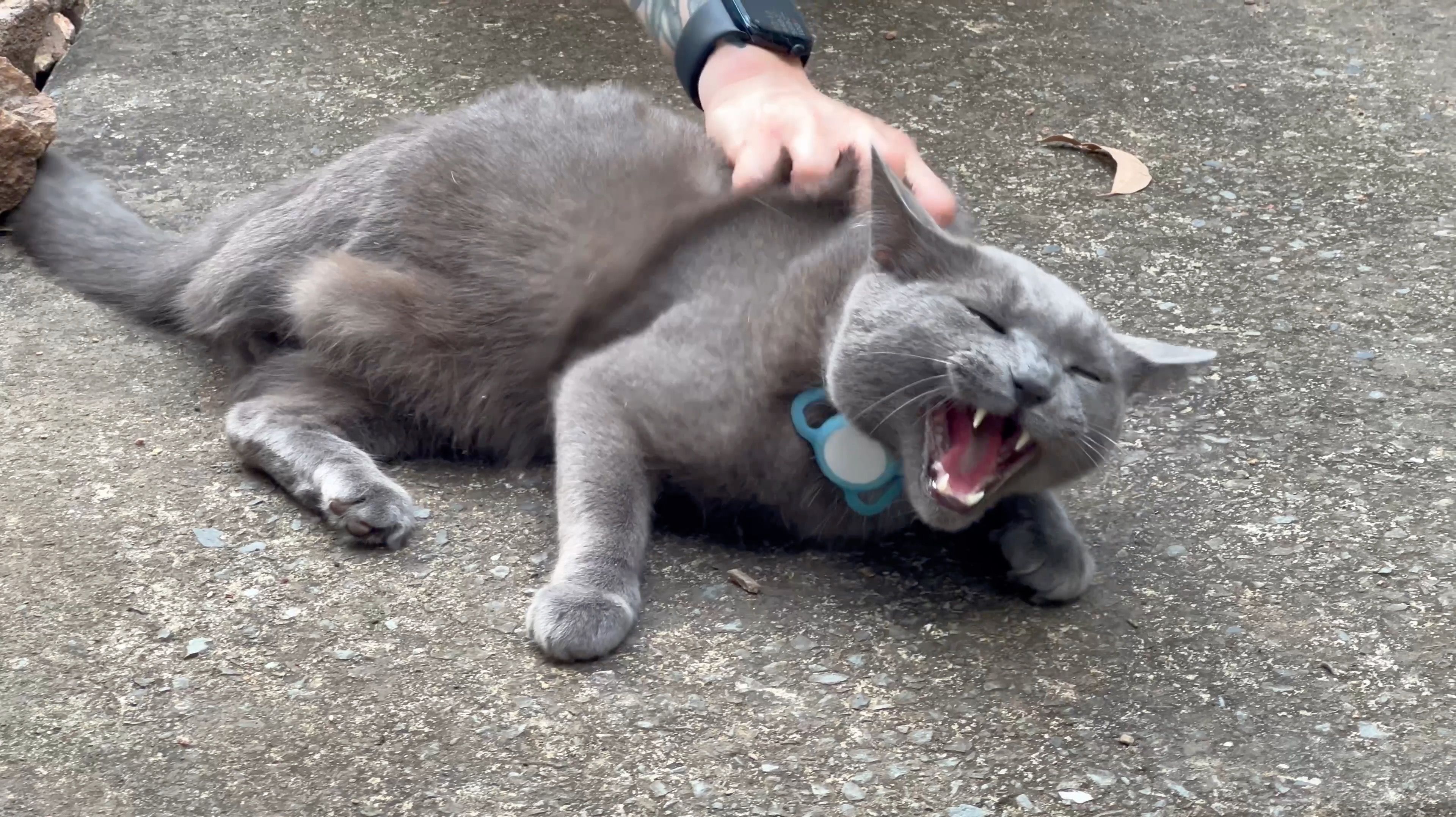 A moldura de um gato retirada de um vídeo.