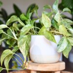 Planta pothos