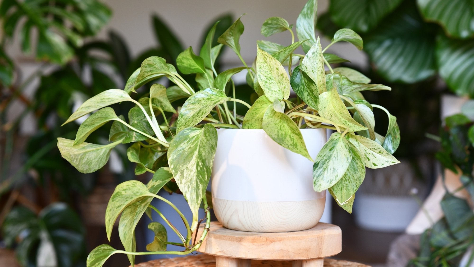 Planta pothos