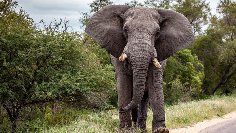 Elefante Africano