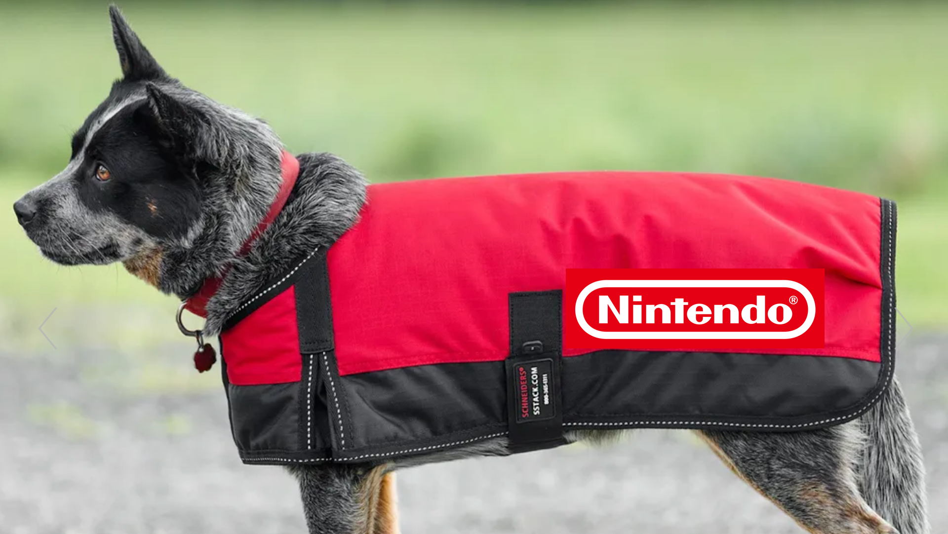 Cachorro com uma jaqueta vermelha com o logotipo da Nintendo.