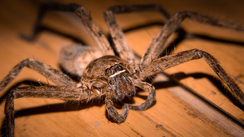 Aranha caçadora gigante