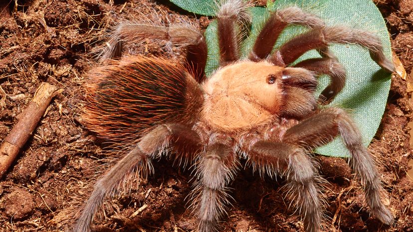 Birdeater rosa salmão brasileiro.