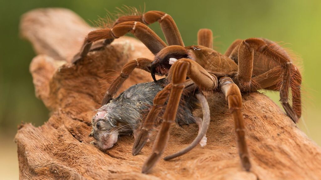 A maior aranha do mundo (em peso e envergadura)
