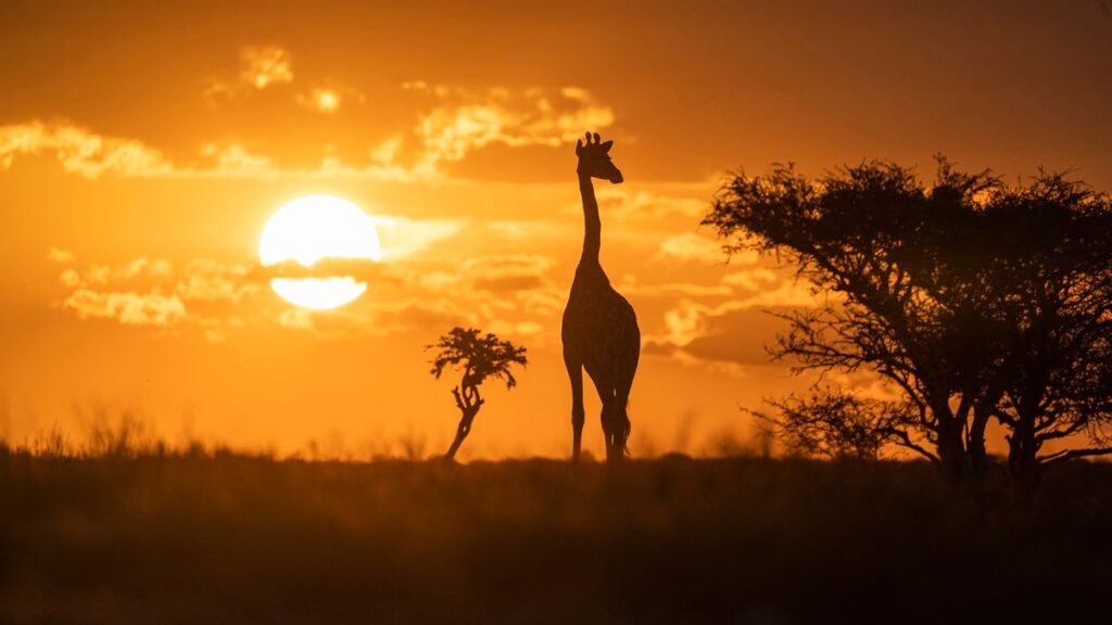 10 animais da savana vagando pelas pastagens africanas
