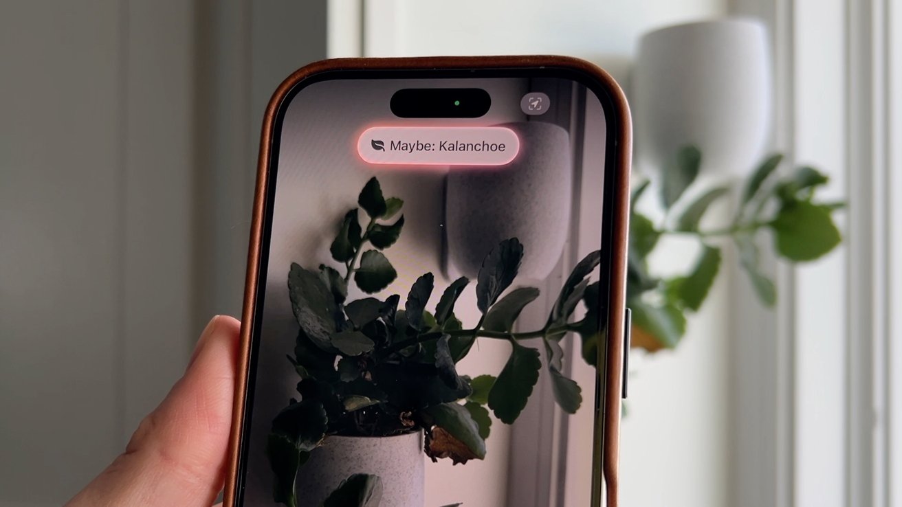 Uma mão segura um smartphone exibindo uma planta, identificada como 'talvez: kalanchoe', com a planta real visível em segundo plano.