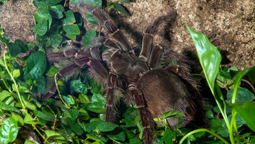 Aranha comedora de pássaros Golias